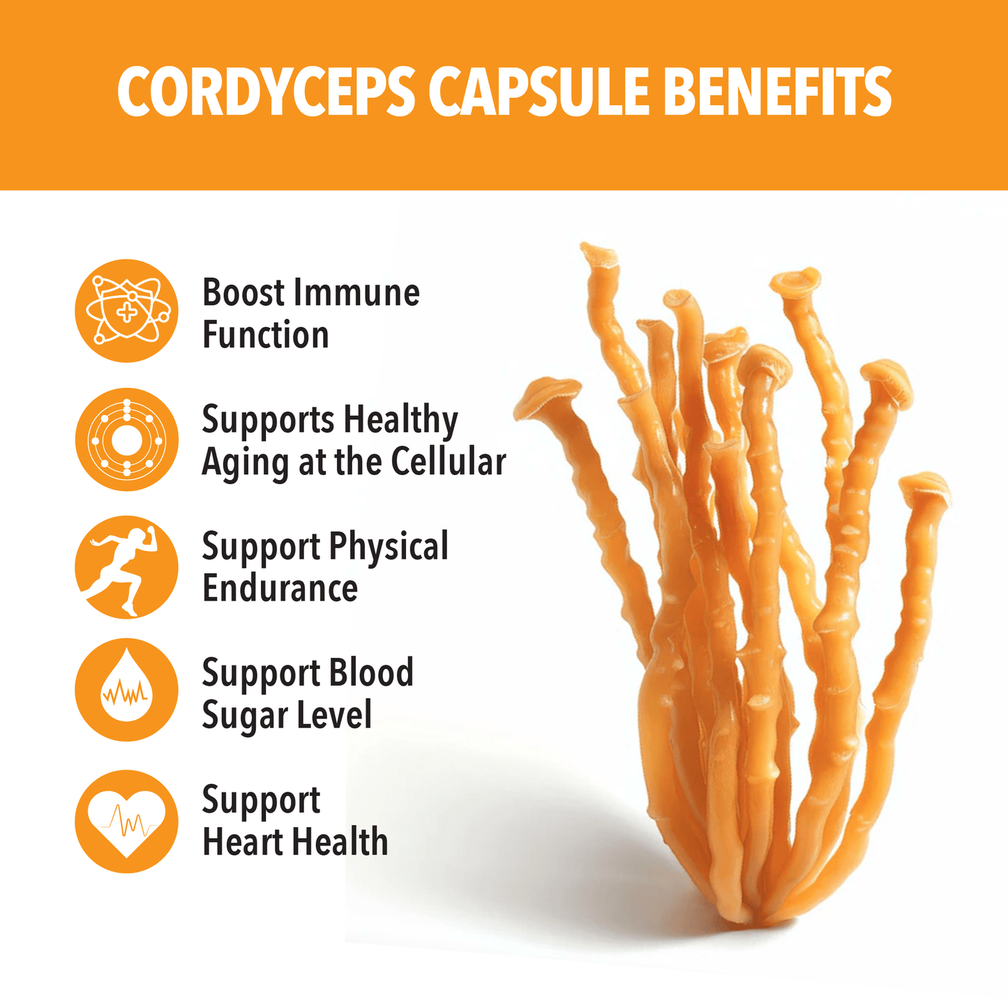 Cordyceps mushroom with benefits listed on a white background