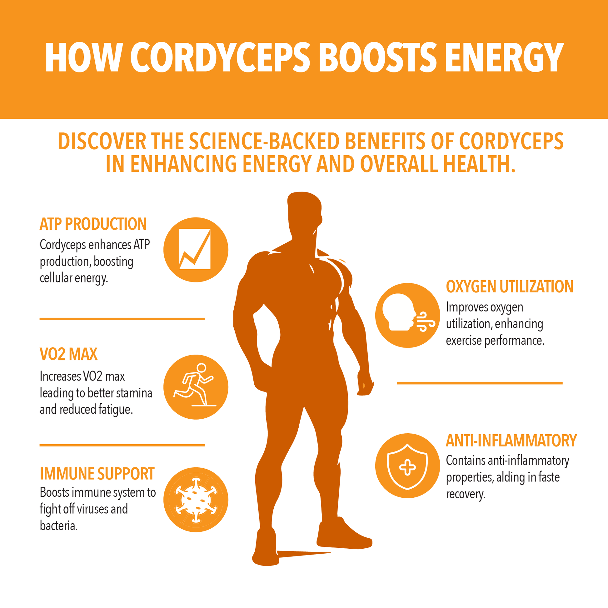 Infographic on how cordyceps boosts energy with a silhouette of a person and icons.